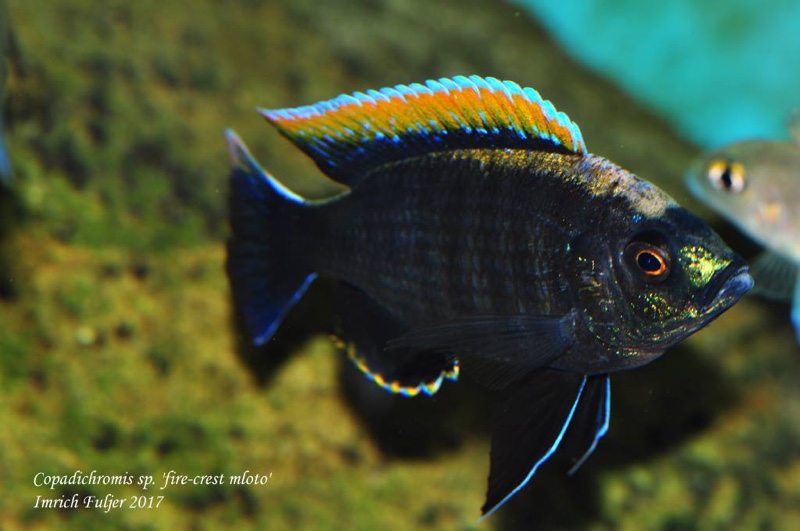Copadichromis sp. 'firecrest' Gome